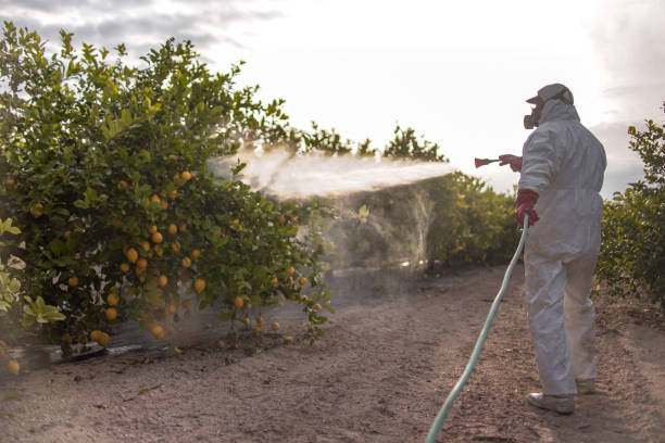 Best Termite Control Services  in Royal City, WA