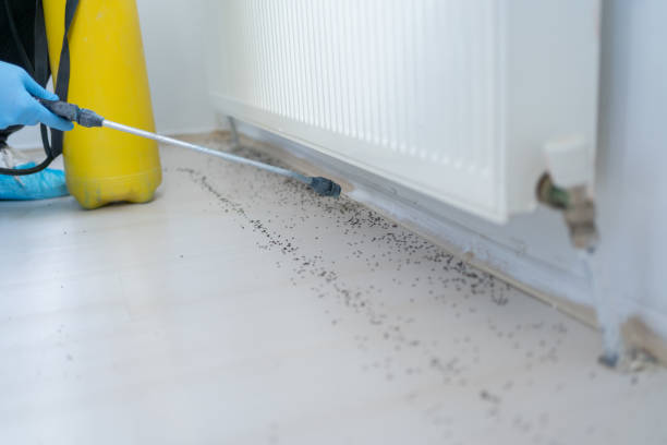 Best Pest Control Near Me in Royal City, WA
